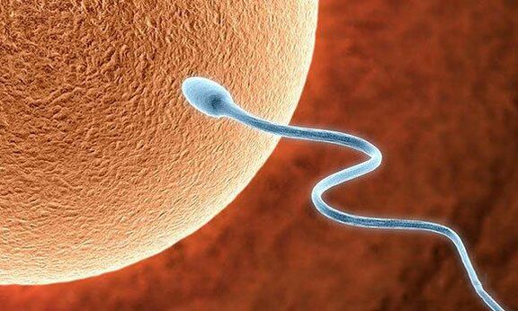 Biological functions of pre -jaculation