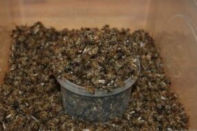 Bee Dug to increase power